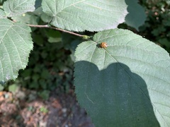 Harmonia axyridis