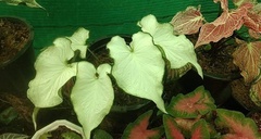 Caladium bicolor