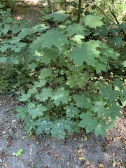Acer platanoides