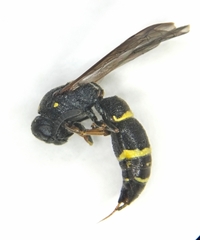 Symmorphus bifasciatus