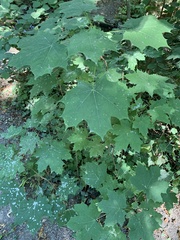 Acer platanoides