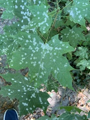 Acer platanoides
