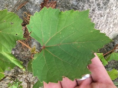 Vitis cinerea baileyana