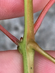 Vitis cinerea baileyana