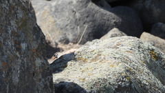 Ammoperdix griseogularis