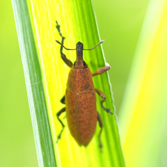 Lixus impressiventris