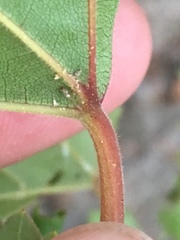 Vitis cinerea baileyana