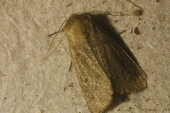 Mythimna albipuncta