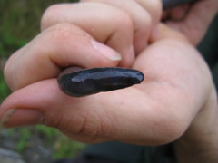 Caecilia orientalis