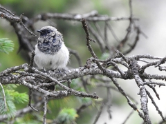 Phoenicurus coeruleocephala