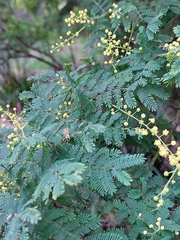 Acacia pubescens
