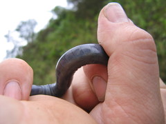 Caecilia orientalis