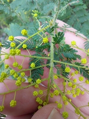 Acacia pubescens