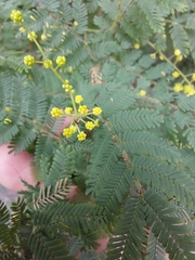 Acacia pubescens