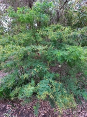 Acacia pubescens