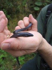 Caecilia orientalis
