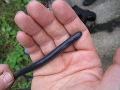 Caecilia orientalis
