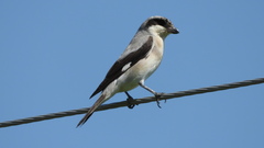 Lanius minor