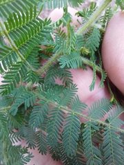 Acacia pubescens