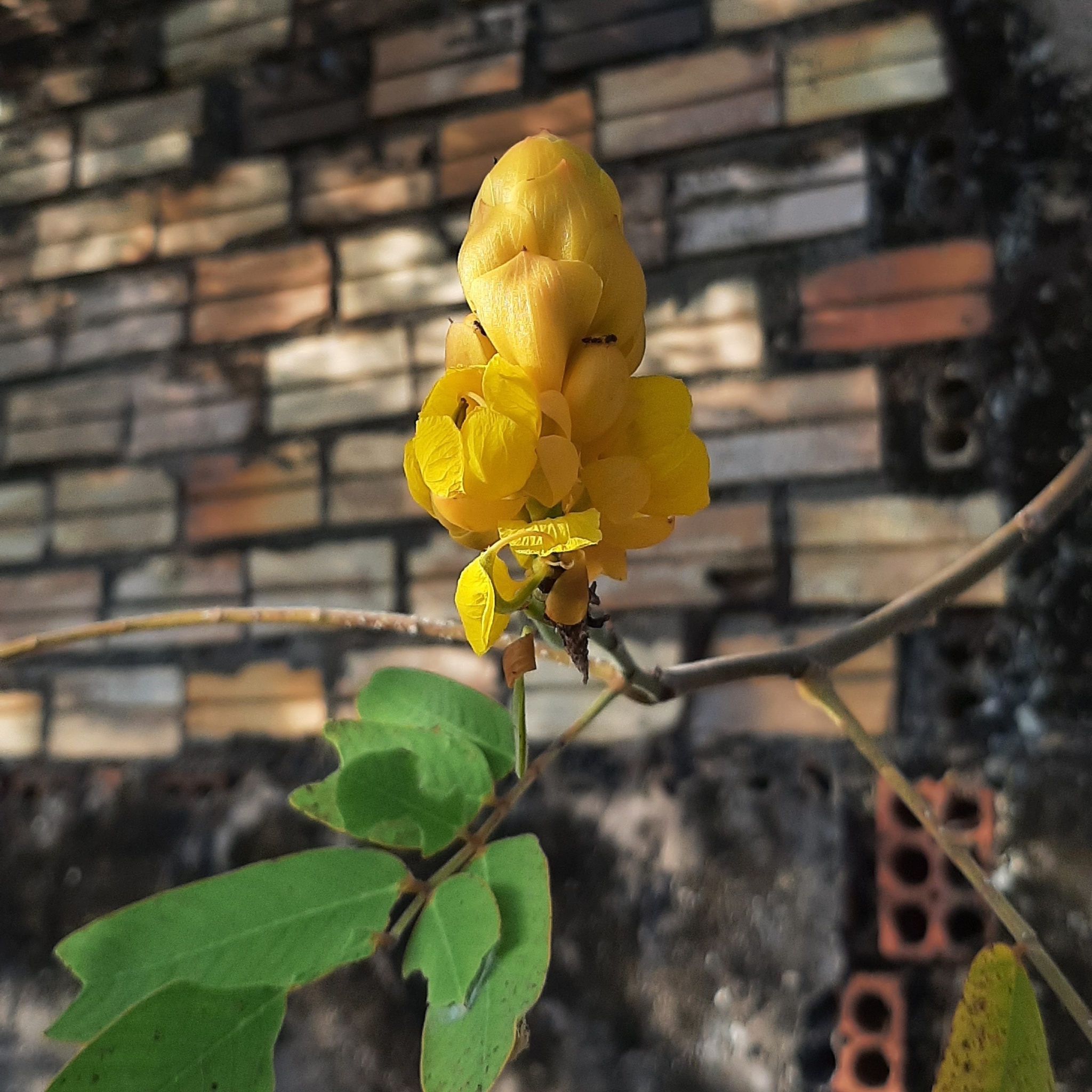 Senna alata