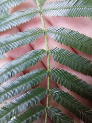 Acacia filicifolia