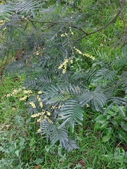 Acacia filicifolia