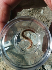 Phyllodocida