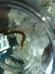 Phyllodocida