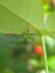 Araneus unanimus