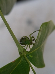 Araneus unanimus