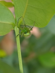 Araneus unanimus