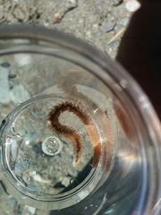 Phyllodocida