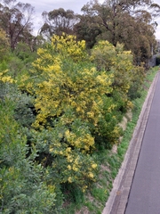 Acacia filicifolia