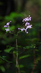 Thalictrum delavayi