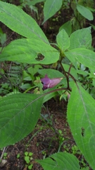 Impatiens