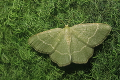 Chlorissa cloraria