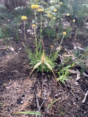 Caladenia orientalis