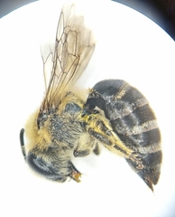 Colletes daviesanus