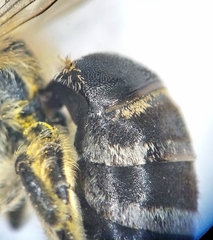 Colletes daviesanus