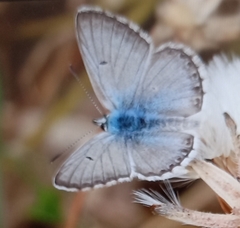 Polyommatus corydonius