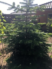 Abies nordmanniana