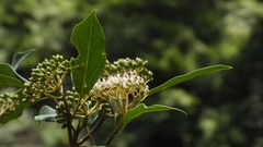 Viburnum
