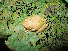 Pristimantis altamazonicus