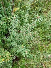 Pultenaea rosmarinifolia