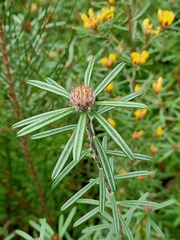 Pultenaea rosmarinifolia