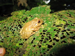 Pristimantis altamazonicus
