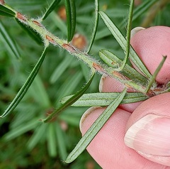 Pultenaea rosmarinifolia