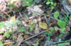Pimpinella tripartita