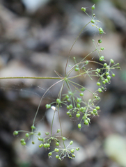 Pimpinella tripartita