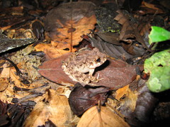 Oreobates quixensis